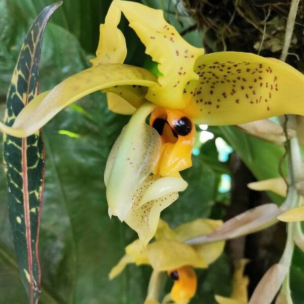 Stanhopea wardii Cvet