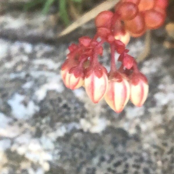 Sedum brevifolium 花