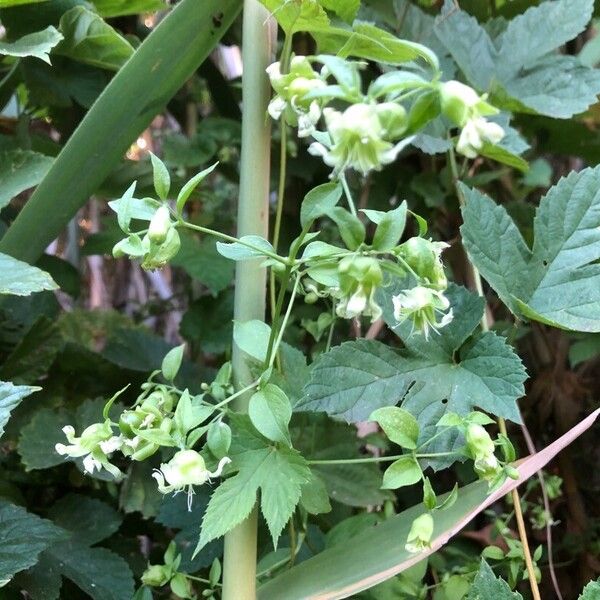 Silene baccifera Hedelmä