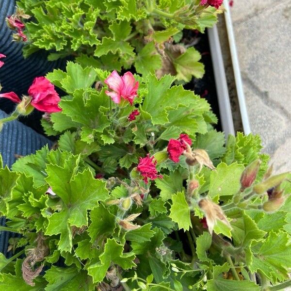 Pelargonium grandiflorum Flor