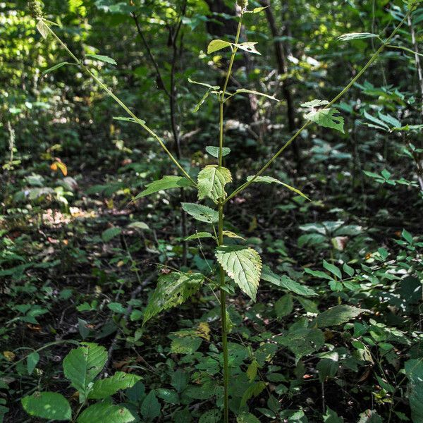 Agastache nepetoides Habit