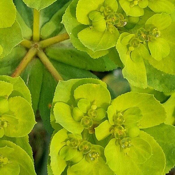 Euphorbia helioscopia Лист