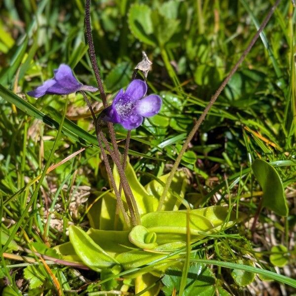 Pinguicula leptoceras Habit