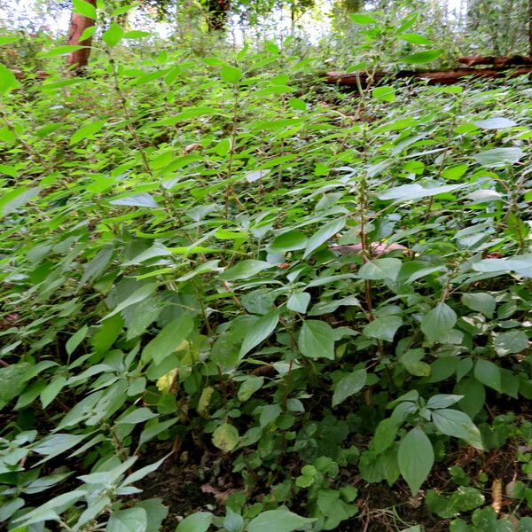 Amaranthus graecizans Folha