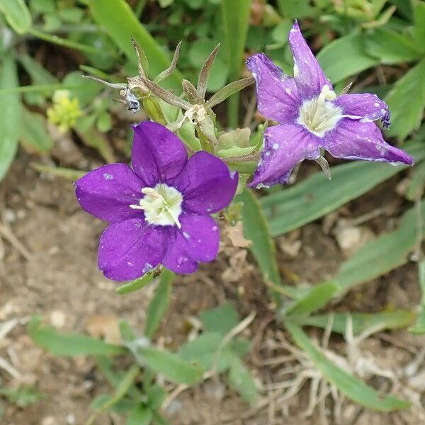 Legousia speculum-veneris Cvet