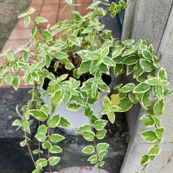 Euonymus fortunei आदत