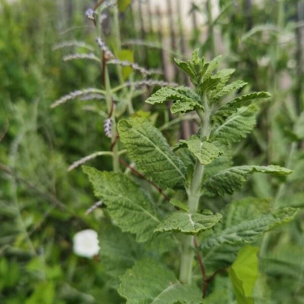 Salvia abrotanoides Leaf