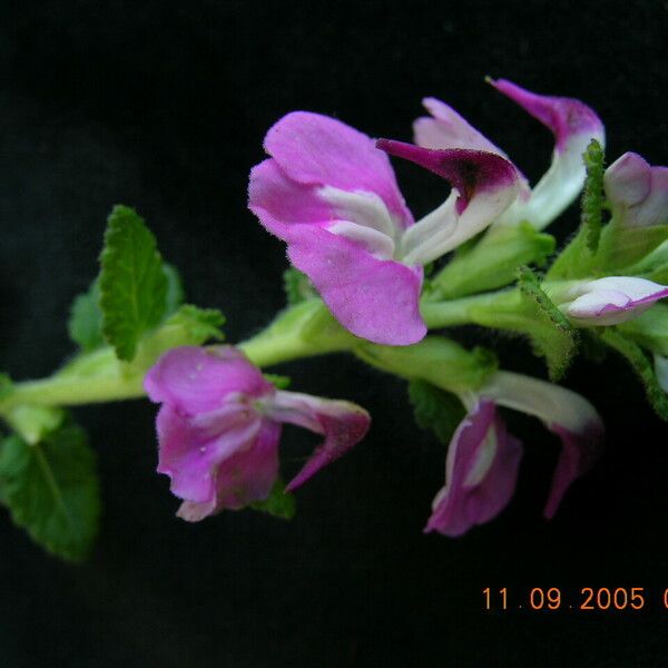 Pedicularis bifida Habit