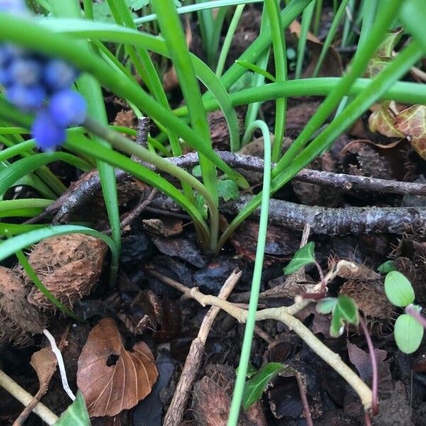 Muscari botryoides 葉