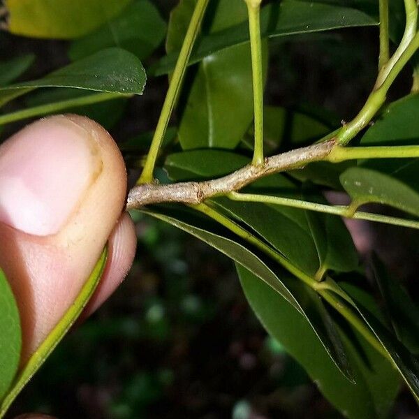 Zanthoxylum punctatum خشب