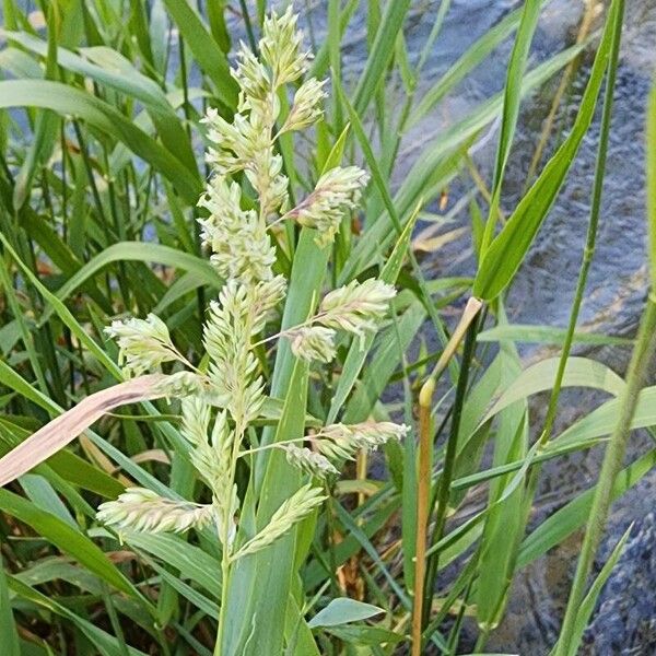 Phalaris arundinacea Fleur