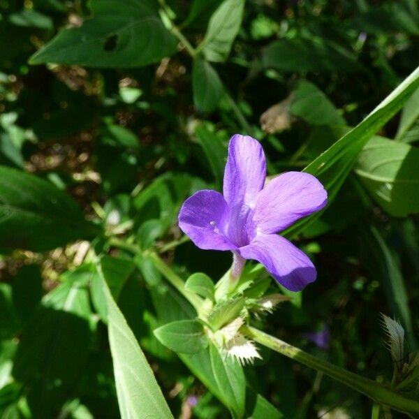 Barleria cristata Flower