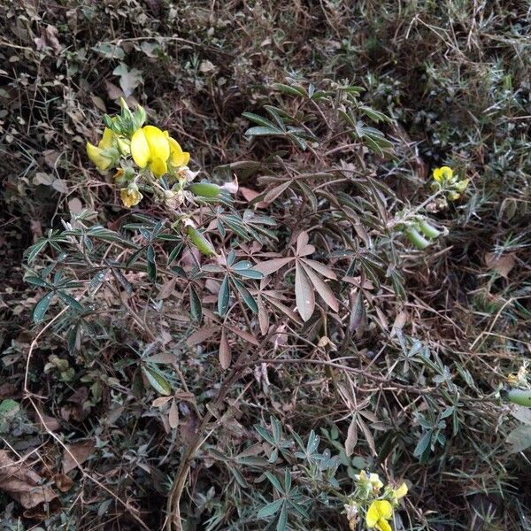 Crotalaria goreensis 形態