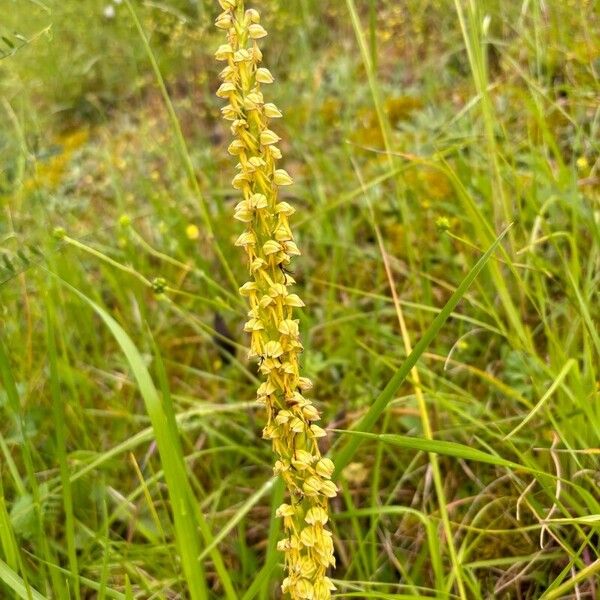 Orchis anthropophora Floare