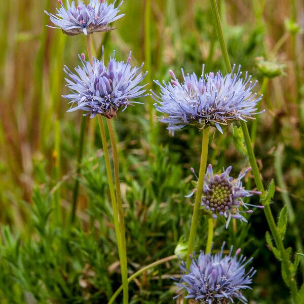 Jasione montana 形態