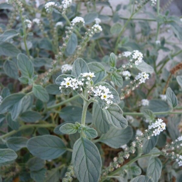 Heliotropium europaeum Fiore