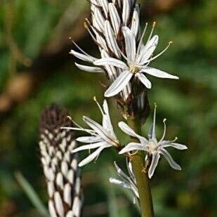 Asphodelus albus Flower