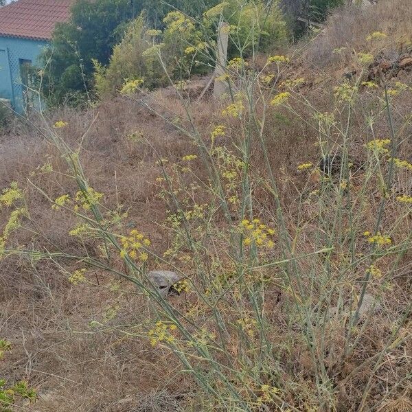 Foeniculum vulgare Habit