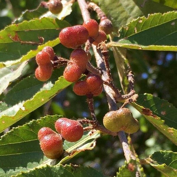 Grewia flavescens Froito