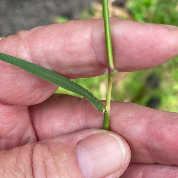 Bothriochloa bladhii кора