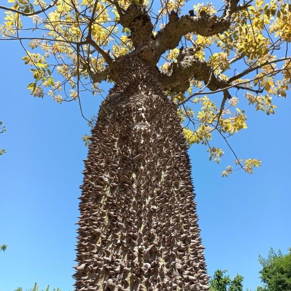 Ceiba speciosa പുറംതൊലി