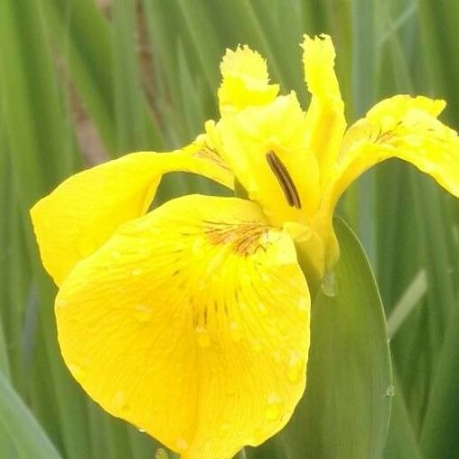 Iris pseudacorus 花