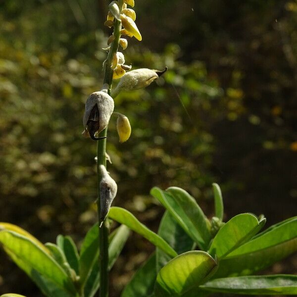 Crotalaria retusa Cvet