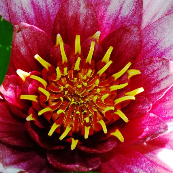 Nymphaea candida Flors