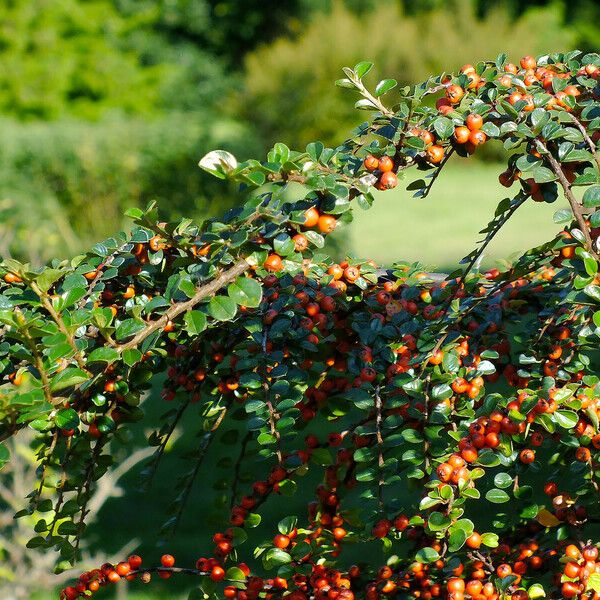 Cotoneaster hjelmqvistii 形态