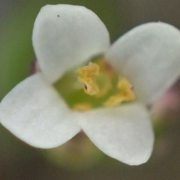 Thlaspi perfoliatum Flower