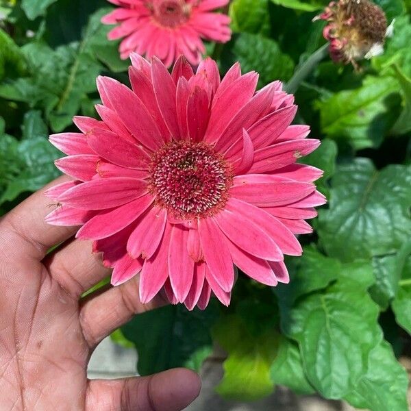 Gerbera spp. Flors