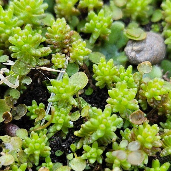 Sedum sexangulare Folha