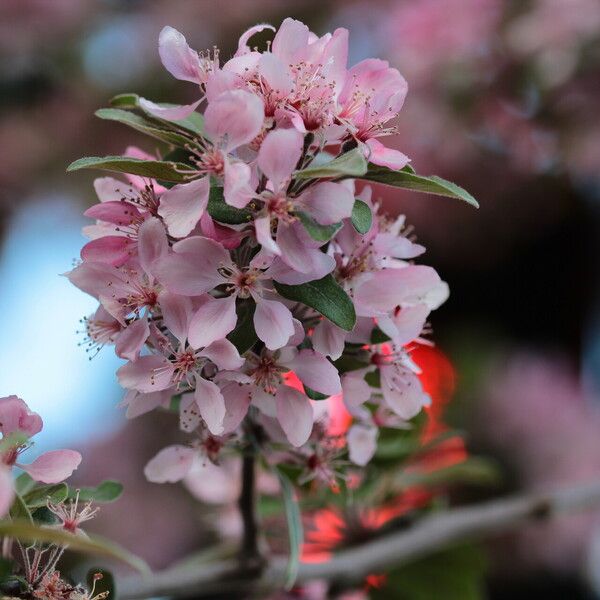 Malus angustifolia Flors