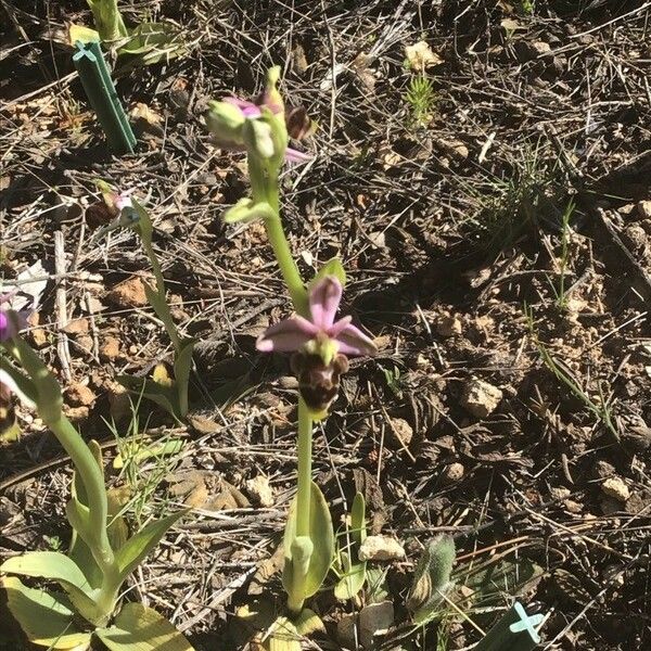 Ophrys scolopax عادت