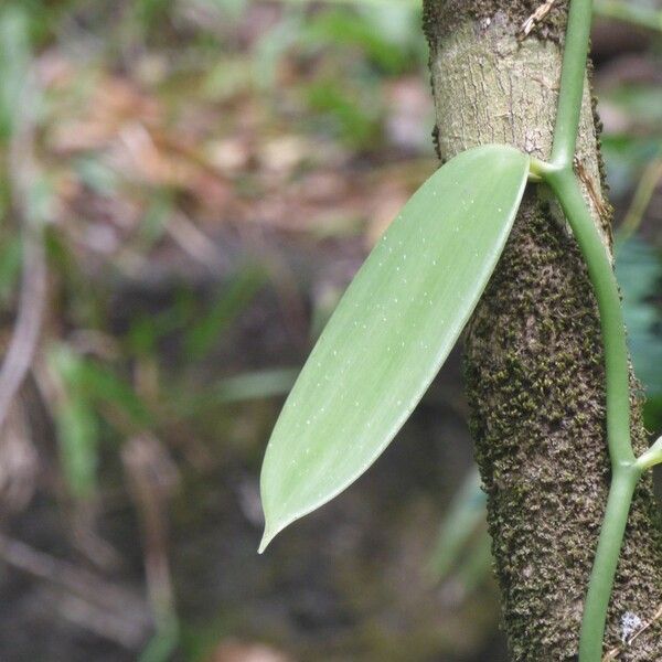 Vanilla planifolia পাতা