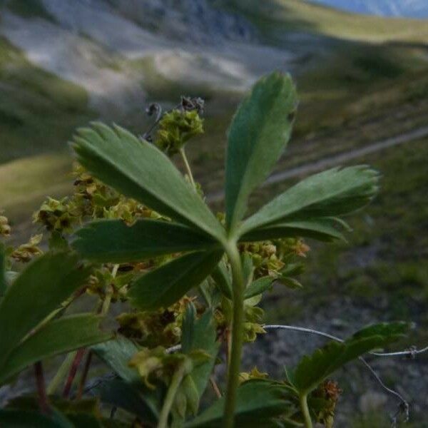 Alchemilla subsericea Leaf