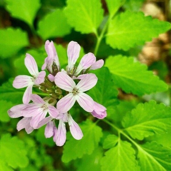 Cardamine chelidonia Кветка