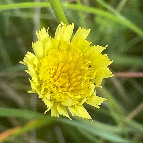 Pilosella officinarum Floare