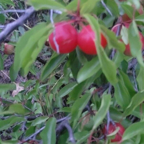 Prunus rivularis Blad