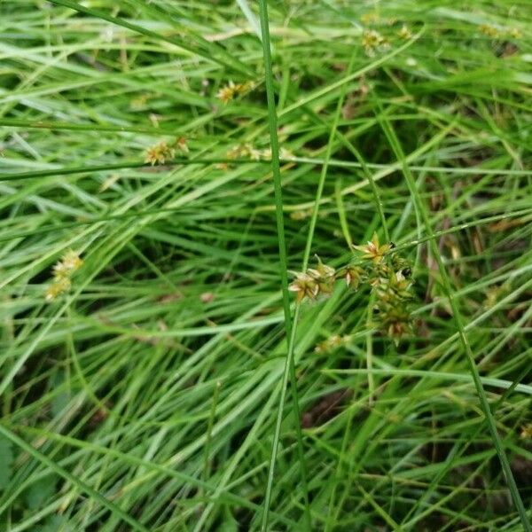 Carex echinata Листок