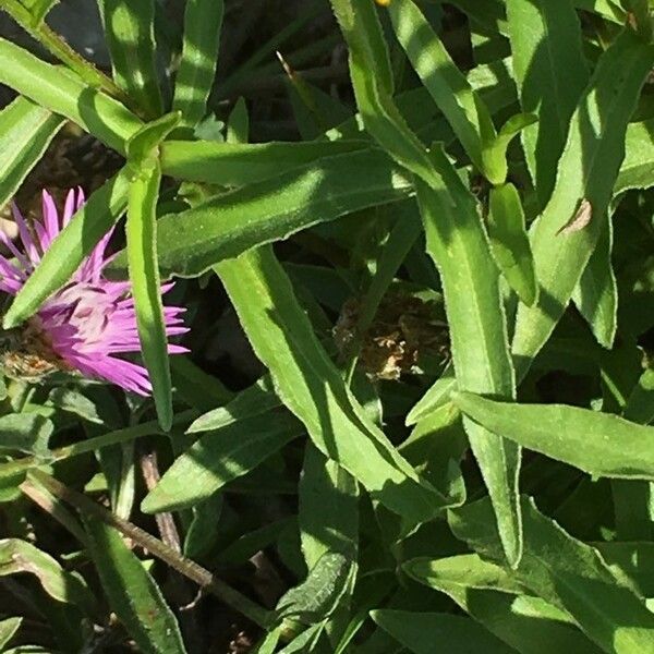 Buphthalmum salicifolium Folha