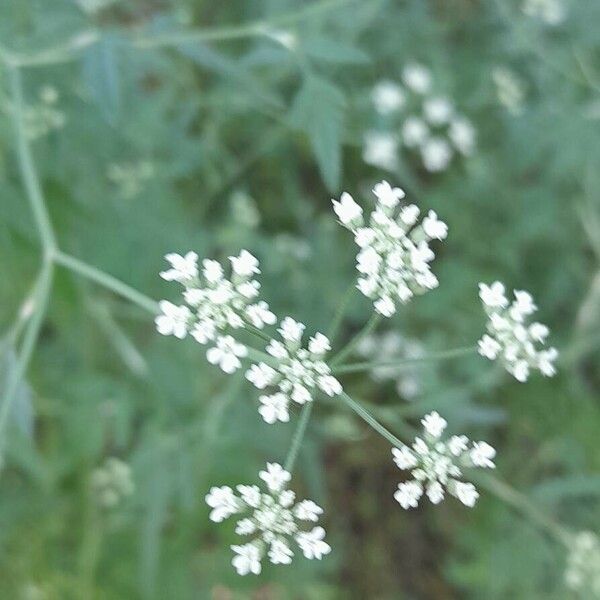 Torilis arvensis ফুল