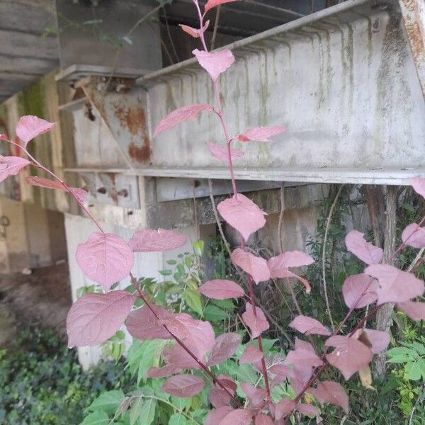 Prunus cerasifera Habit