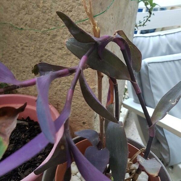 Tradescantia pallida ഇല