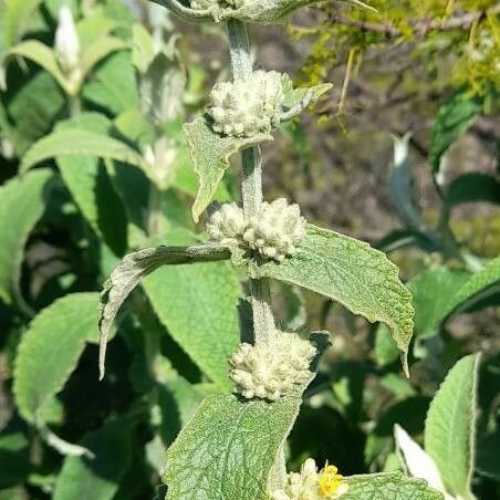 Buddleja stachyoides Annet