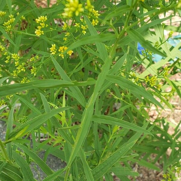 Euthamia graminifolia Fuelha