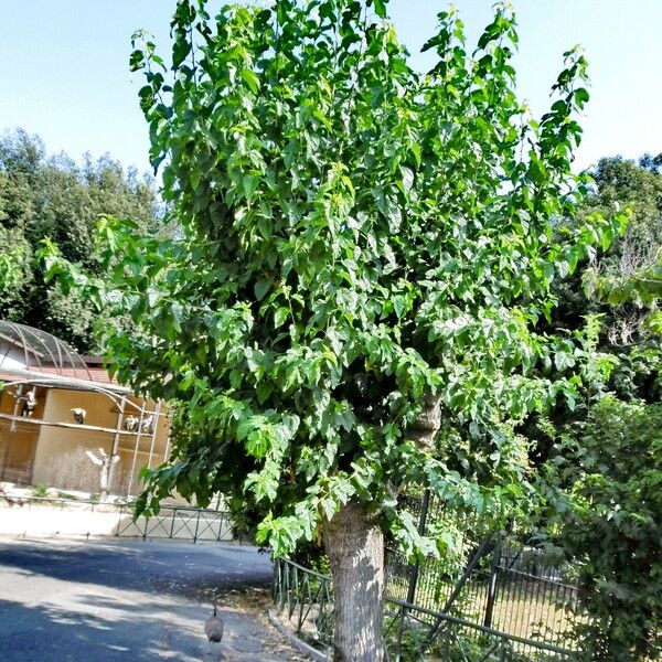 Acer negundo Hábitos