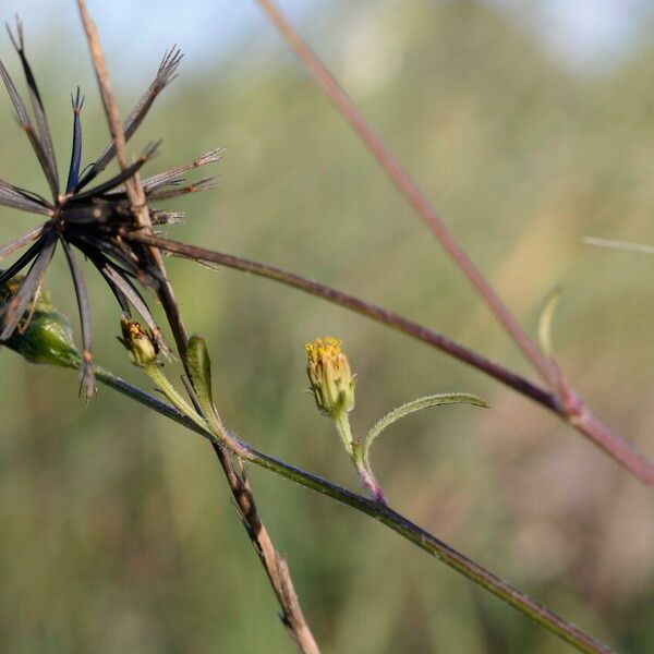 Bidens subalternans Flor