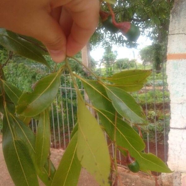 Nectandra megapotamica Blad