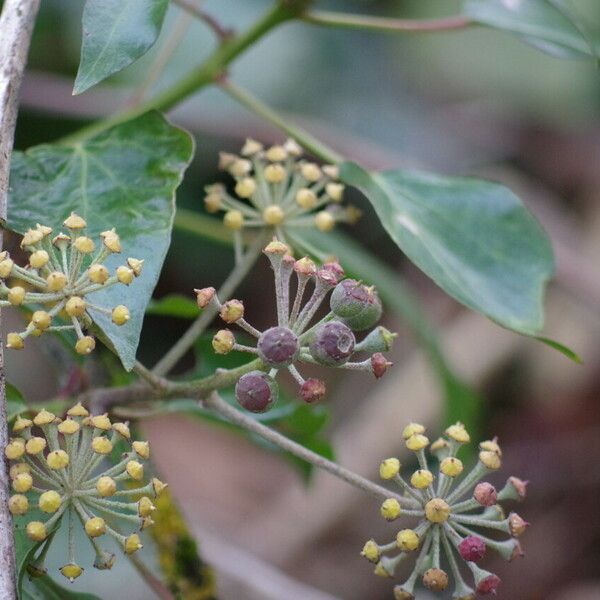 Hedera helix Плод